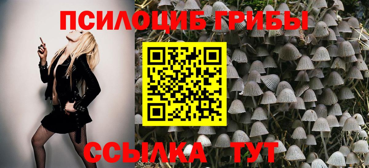 Галлюциногенные грибы Psilocybe Подольск